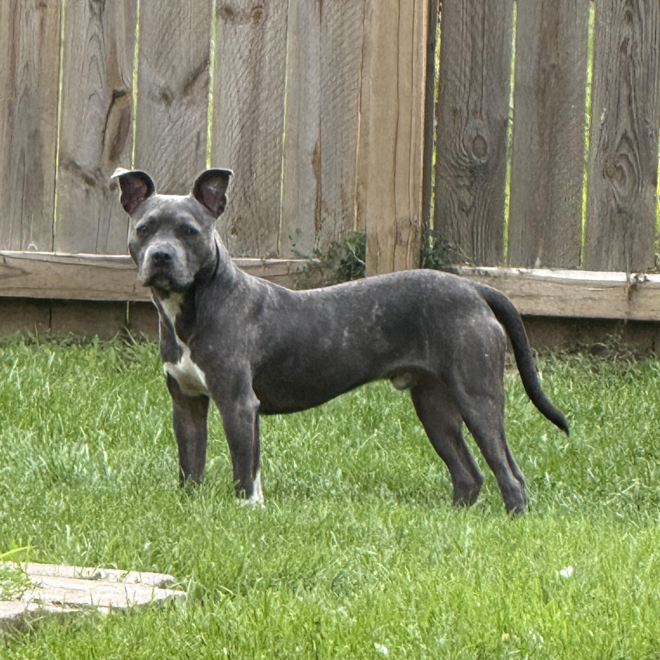 Flick, a Adoptable mixed breed in Allen Park, MI image 5/6