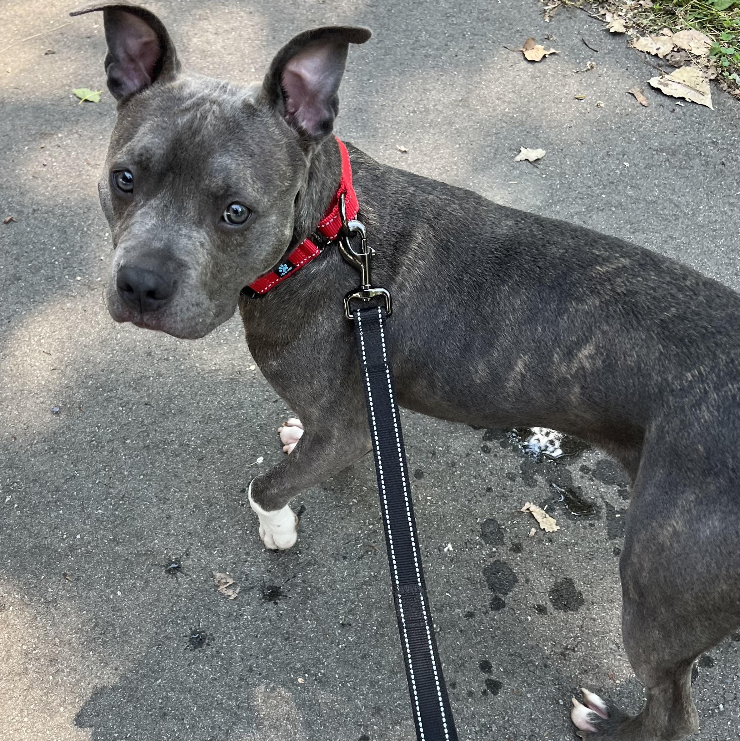 Flick, a Adoptable mixed breed in Allen Park, MI image 6/6