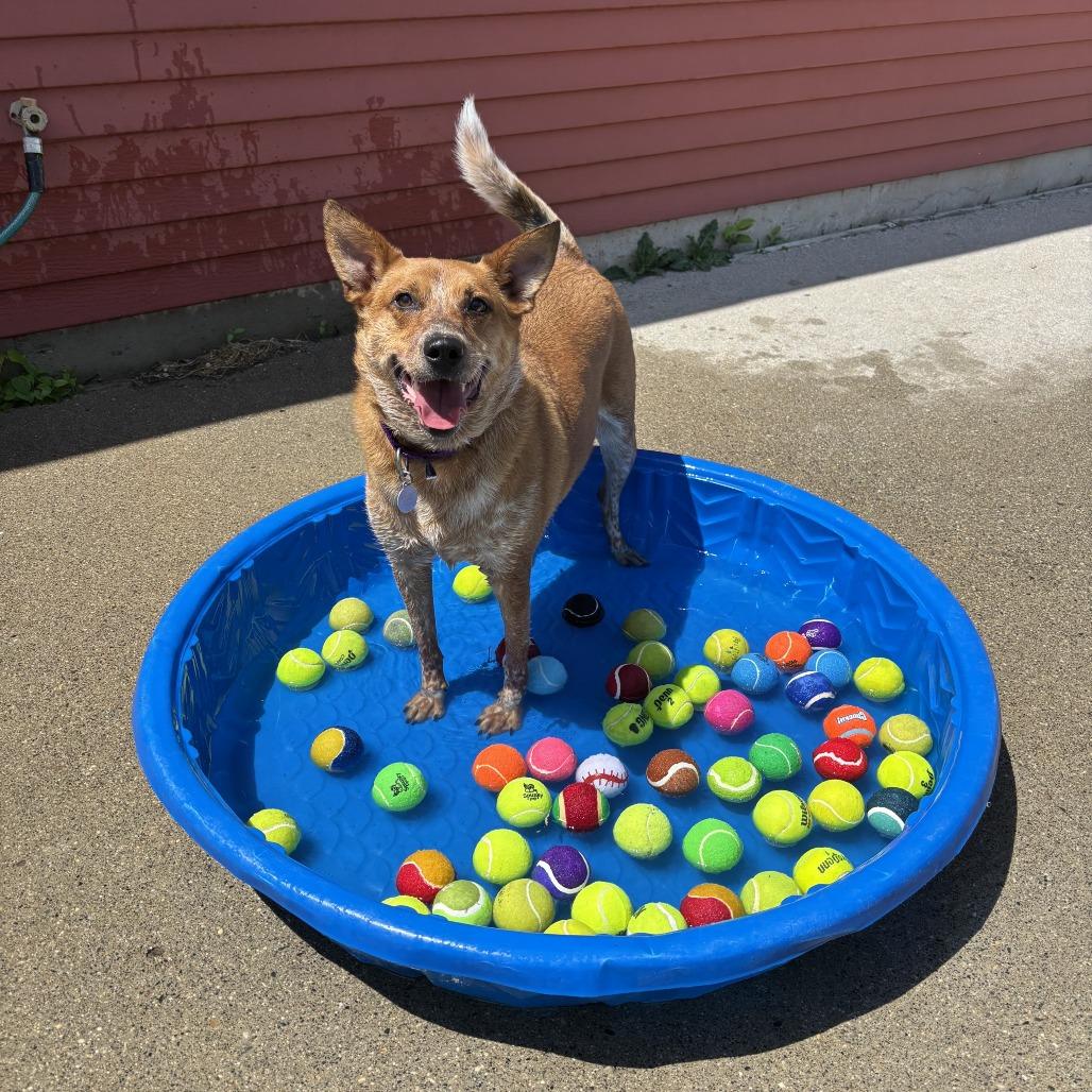 Lokie--In Foster, Adoptable, Adult Male Cattle Dog.