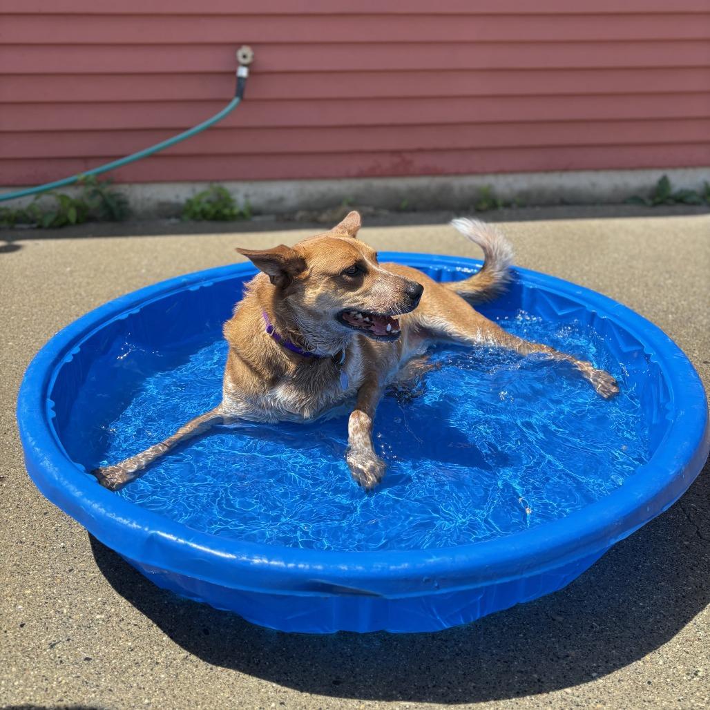 Lokie--In Foster, a Adoptable Cattle Dog in Fargo, ND image 2/6