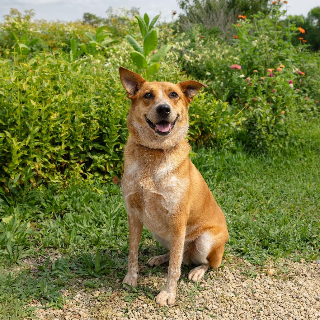 Enlarge Lokie--In Foster***ADOPTION PENDING***, a Adoptable Cattle Dog in Fargo, ND image 3/6