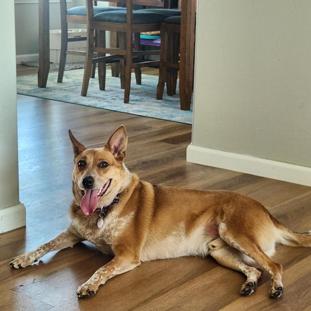 Lokie--In Foster, a Adoptable Cattle Dog in Fargo, ND image 4/6