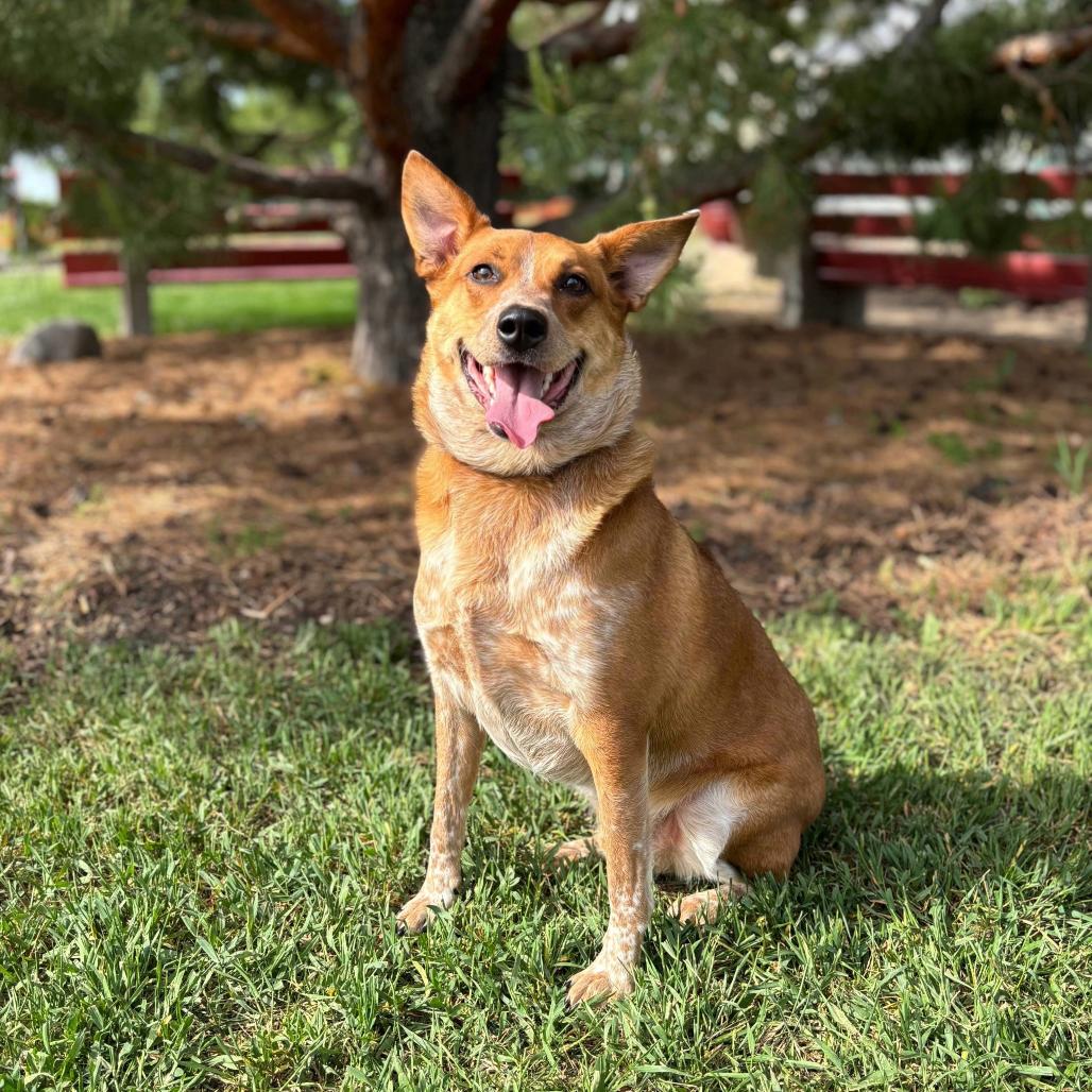 Lokie--In Foster, a Adoptable Cattle Dog in Fargo, ND image 5/6