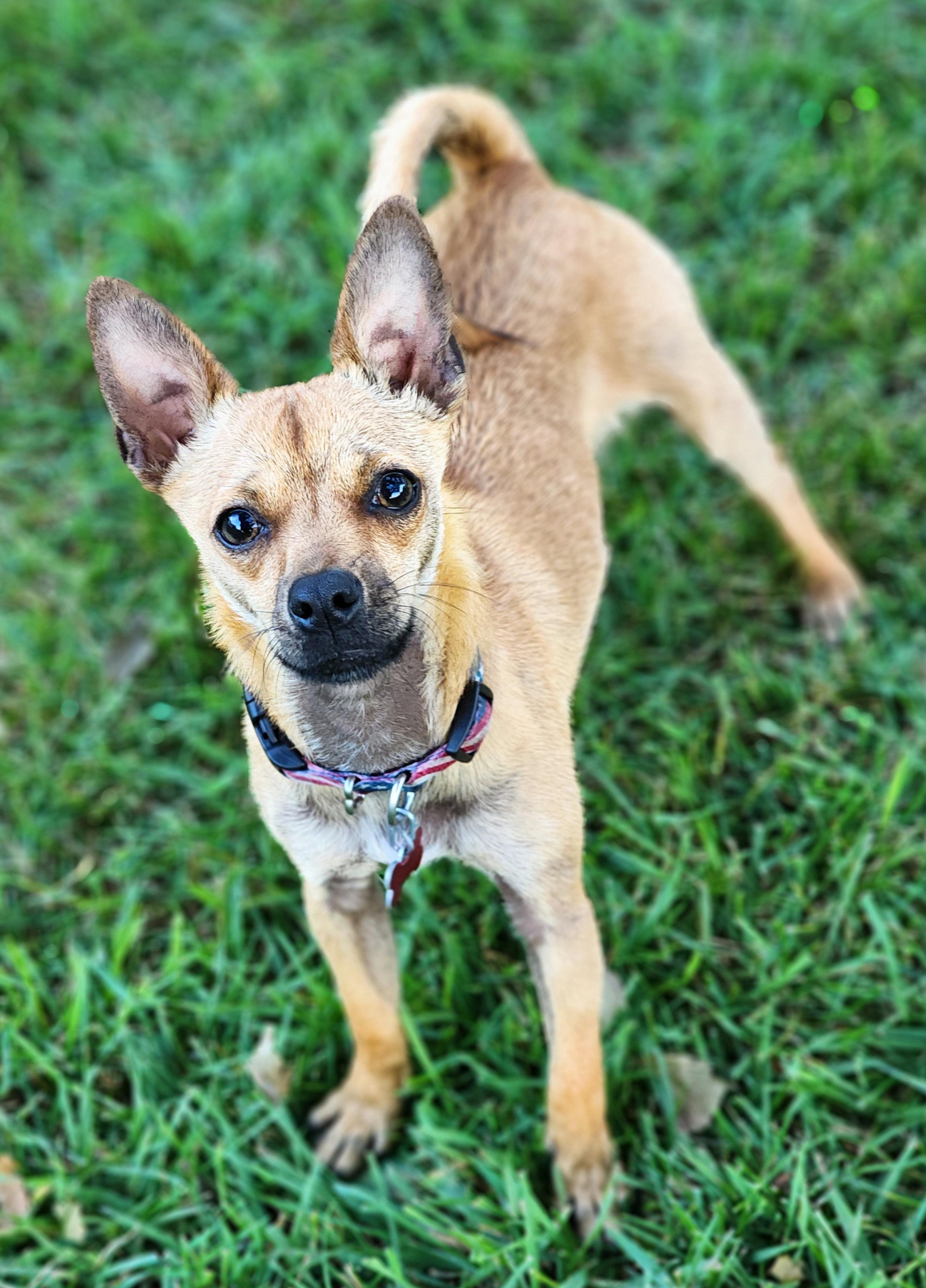 Scooby