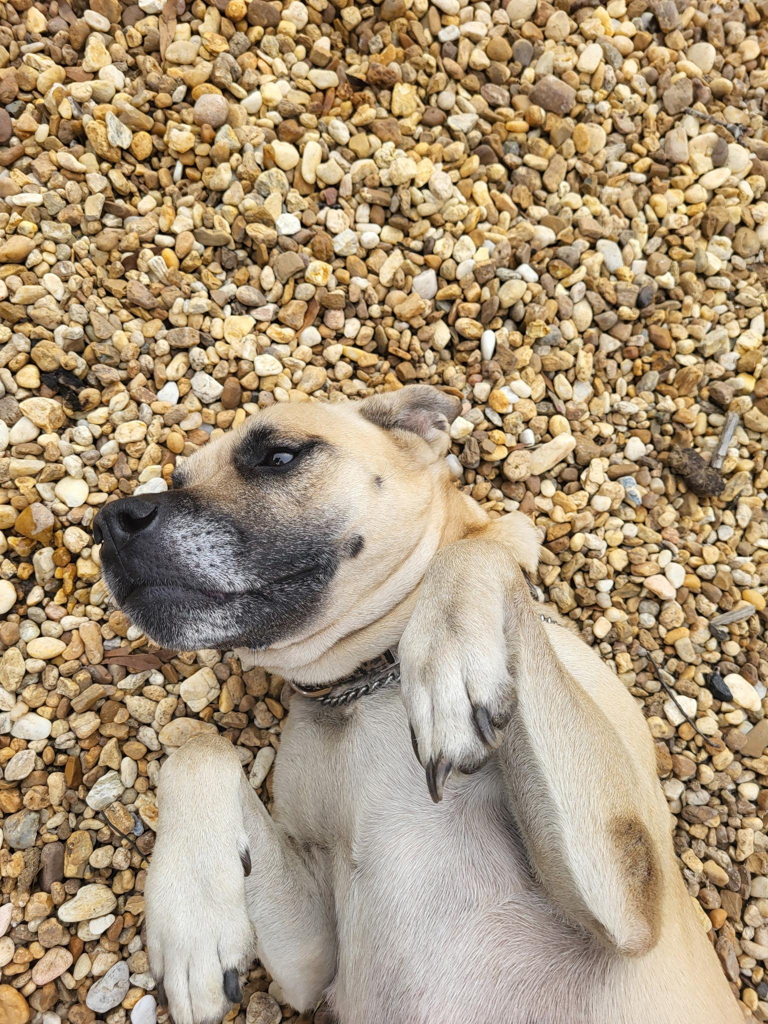 ISLA, adopted, Adult Female Bullmastiff.