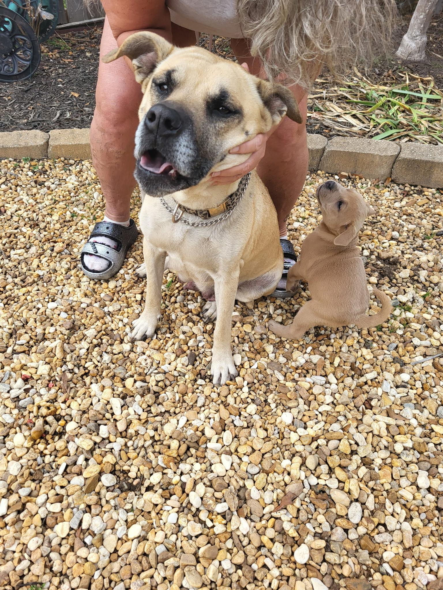 Enlarge ISLA, an adopted mixed breed in Newborn, GA image 3/4