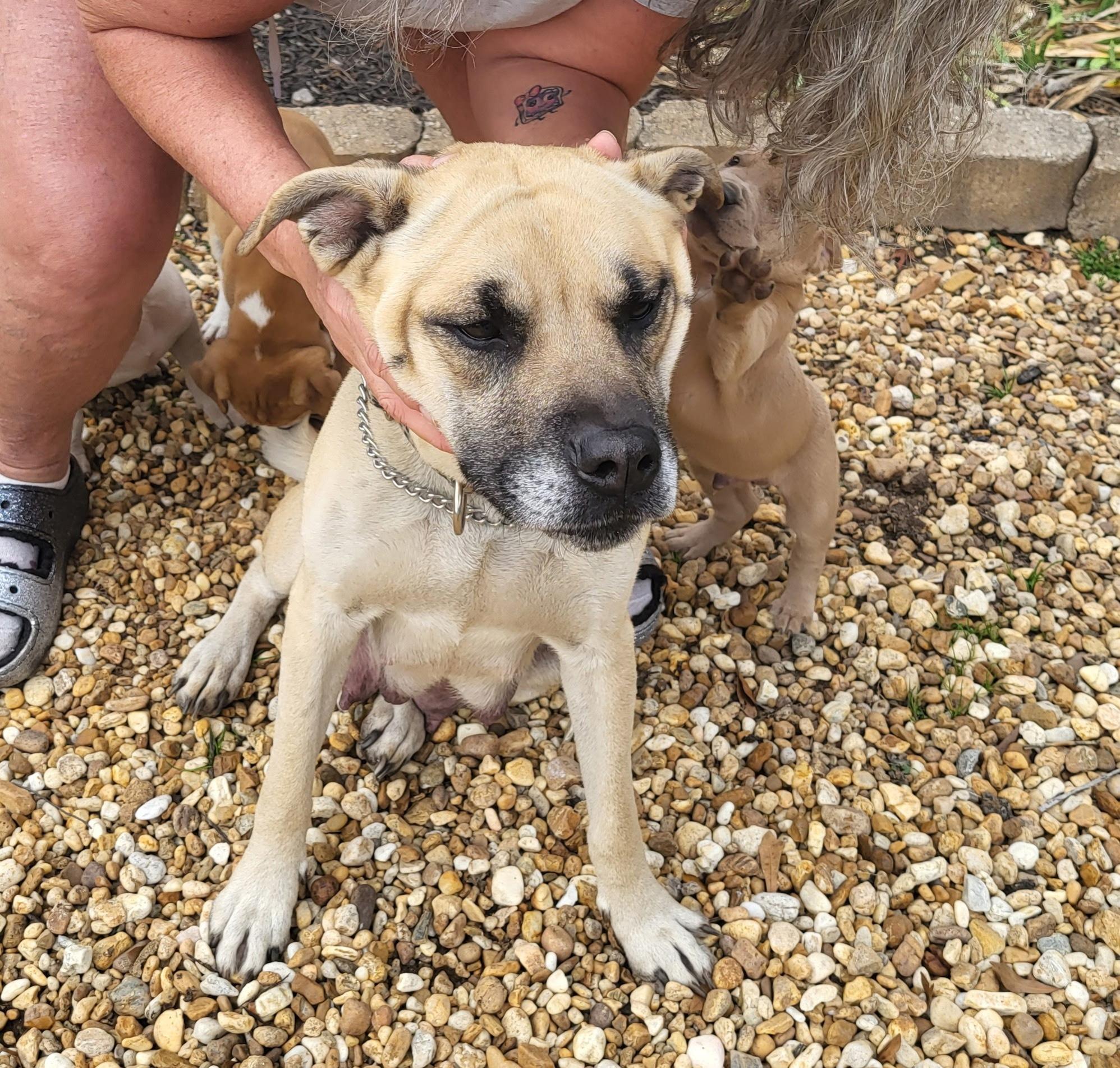 Enlarge ISLA, an adopted mixed breed in Newborn, GA image 2/4