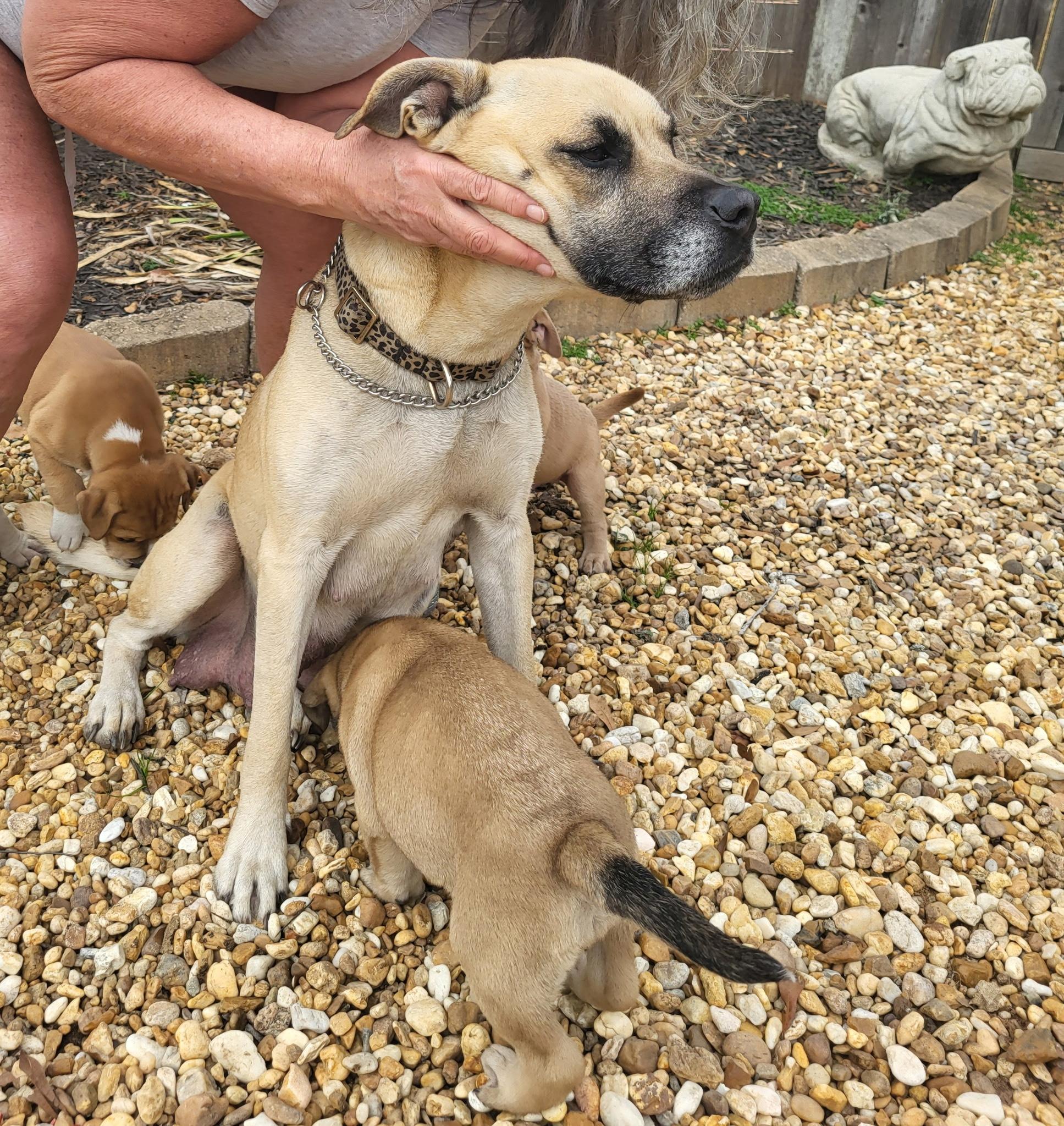 Enlarge ISLA, an adopted mixed breed in Newborn, GA image 4/4