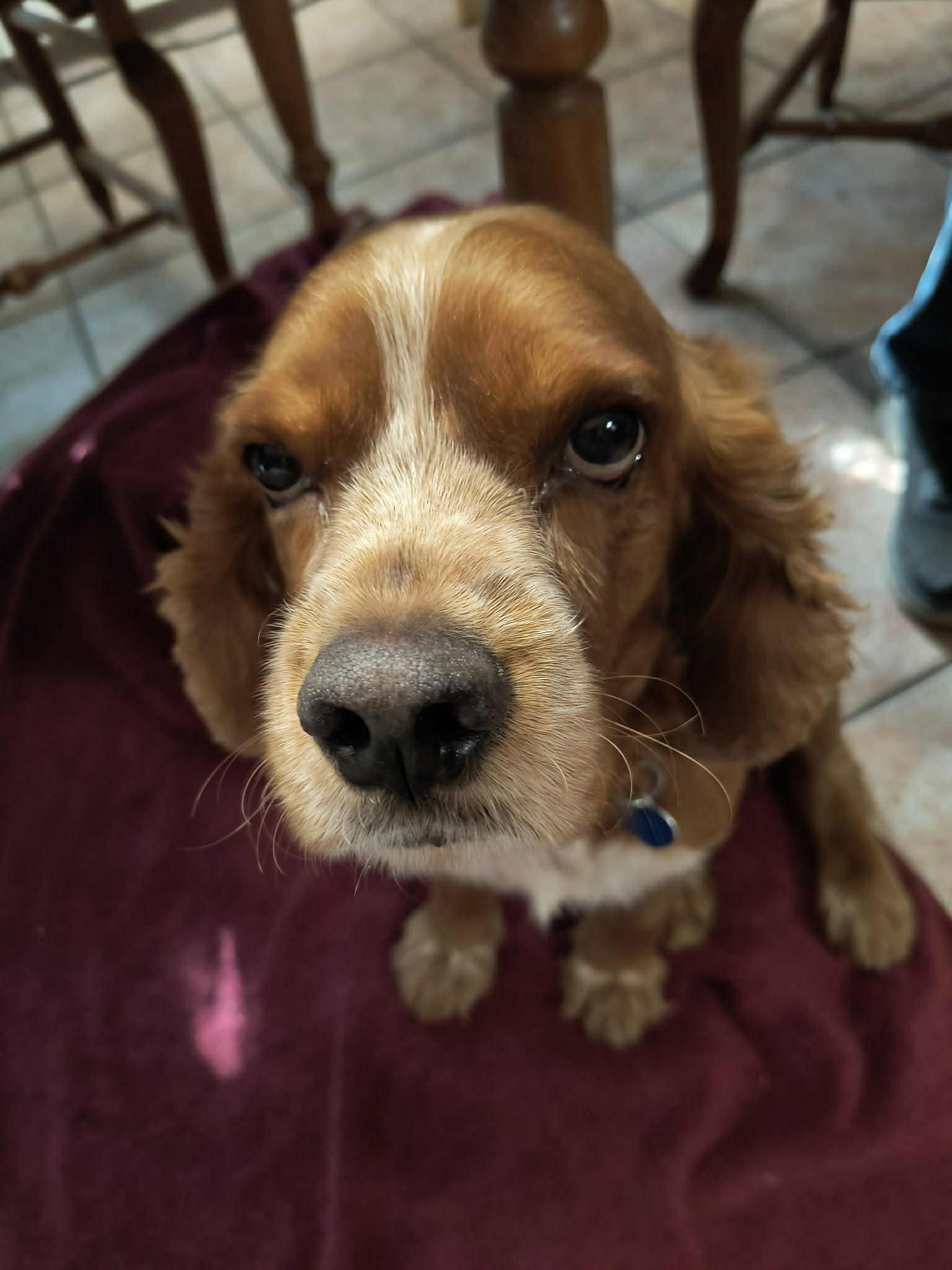 Slinkydog, Adoptable, Young Male Cocker Spaniel.