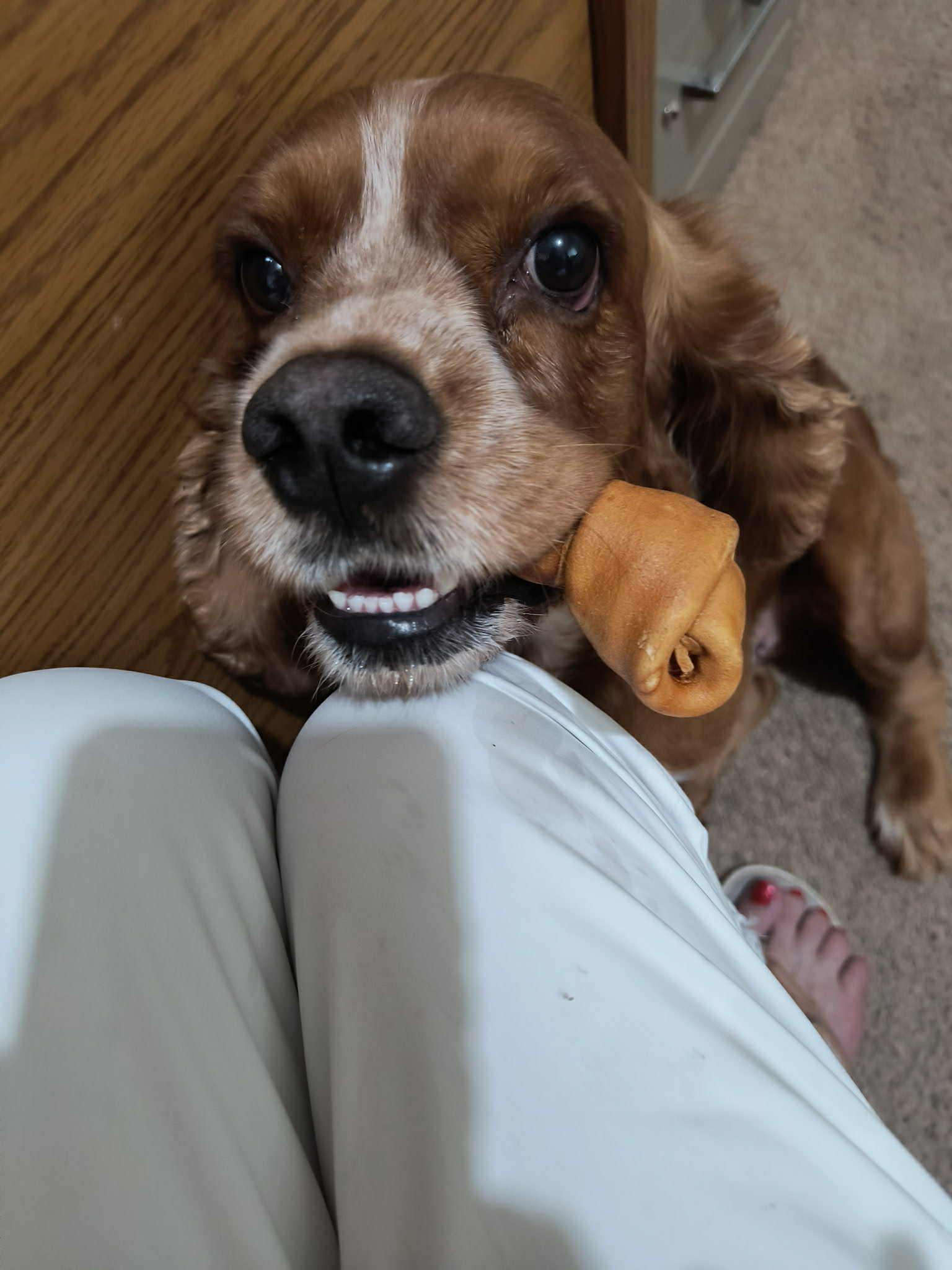 Slinkydog, a Adoptable Cocker Spaniel in Austin, TX image 2/4