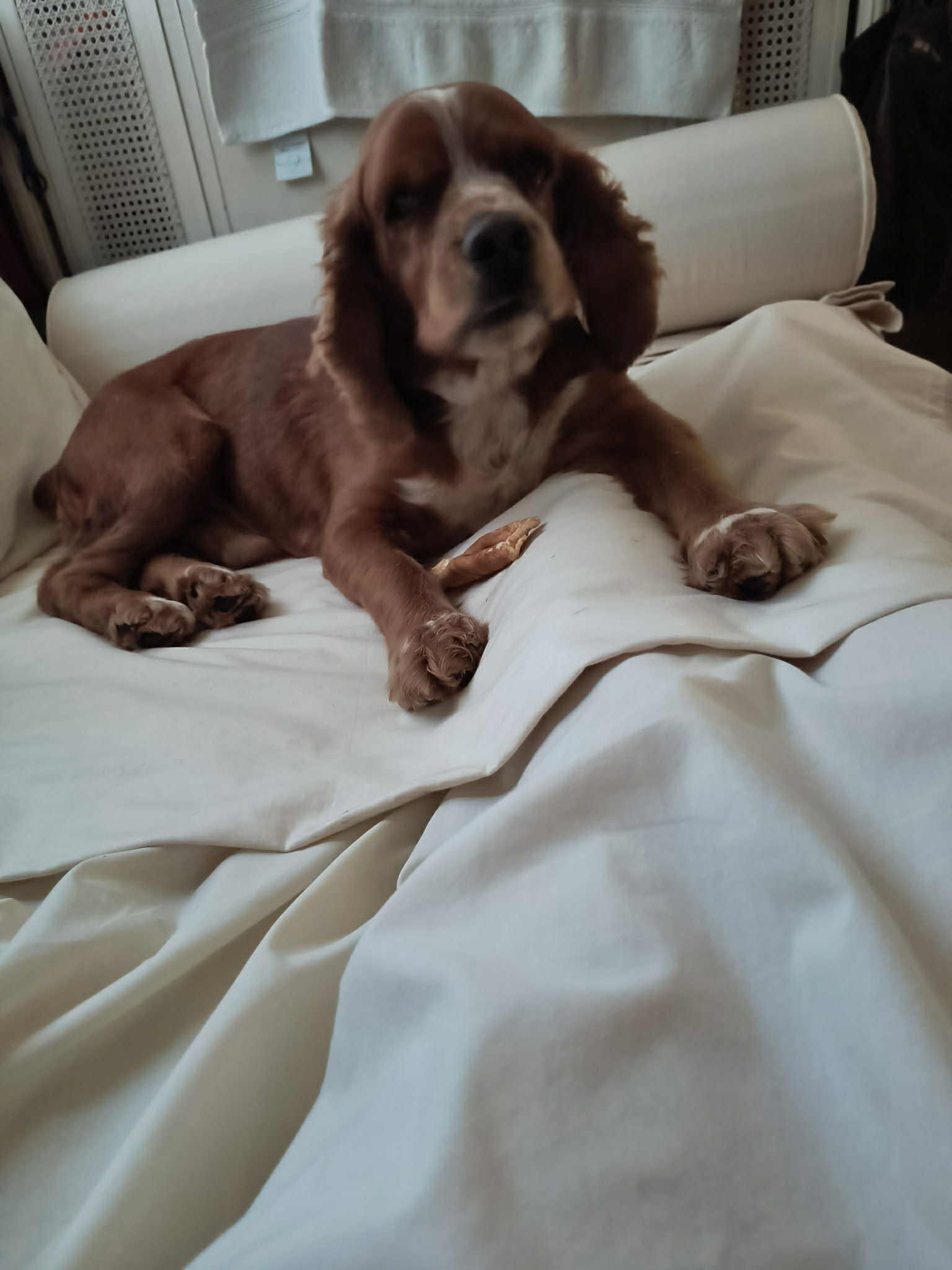 Slinkydog, a Adoptable Cocker Spaniel in Austin, TX image 4/4