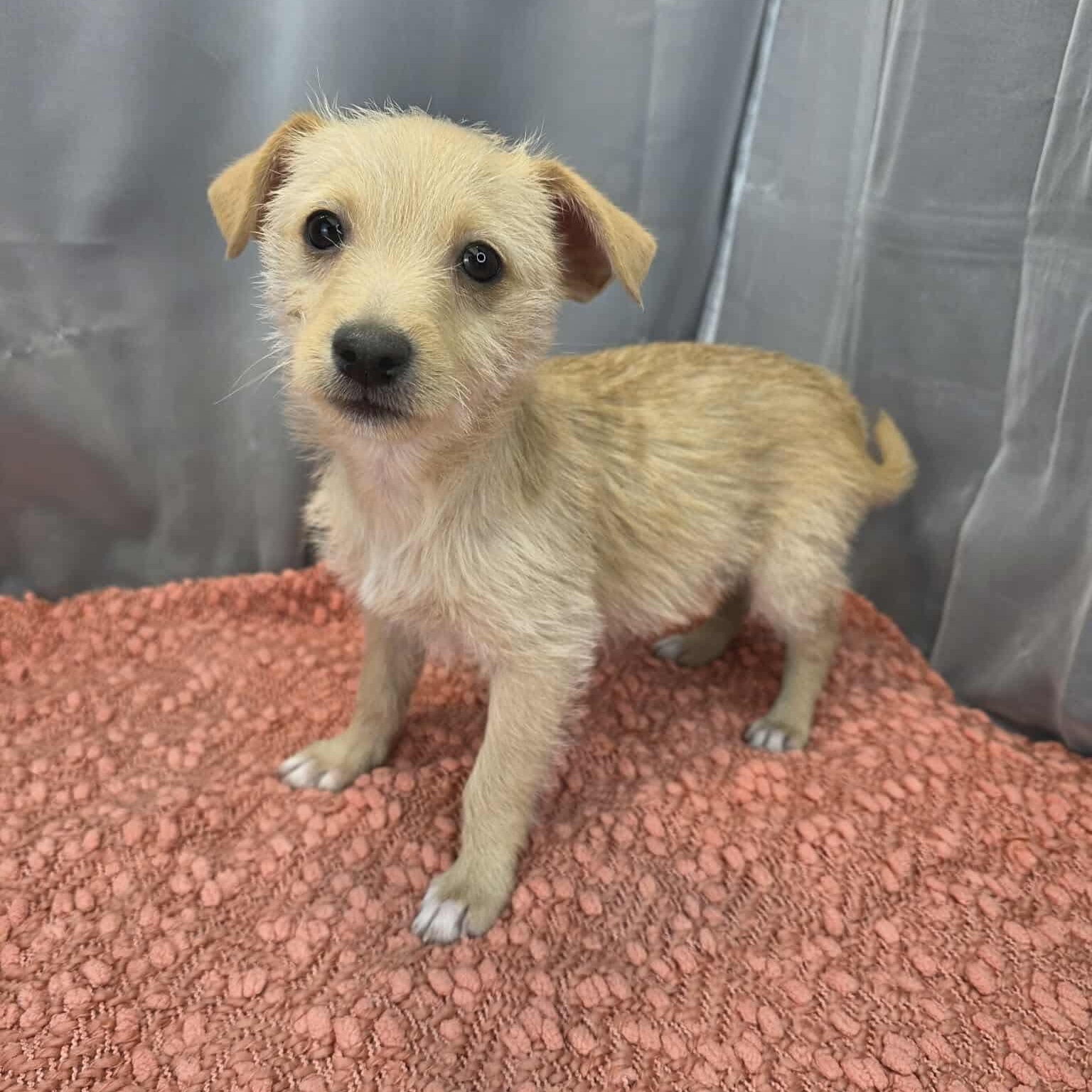 Enlarge Gru, a Adoptable mixed breed in Albion, MI image 4/6