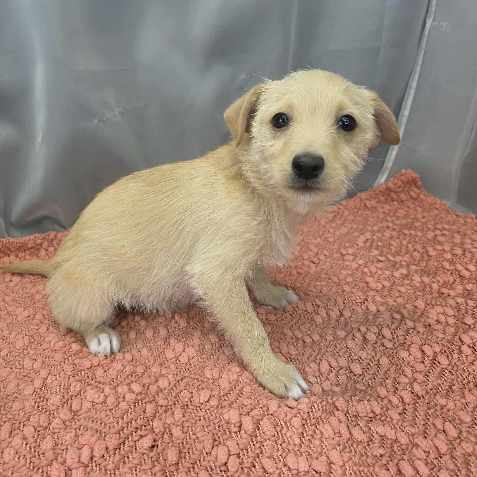 Enlarge Gru, a Adoptable mixed breed in Albion, MI image 6/6