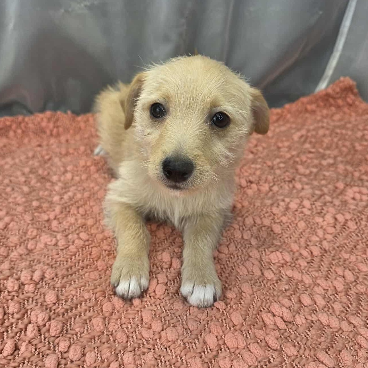 Enlarge Gru, a Adoptable mixed breed in Albion, MI image 1/6