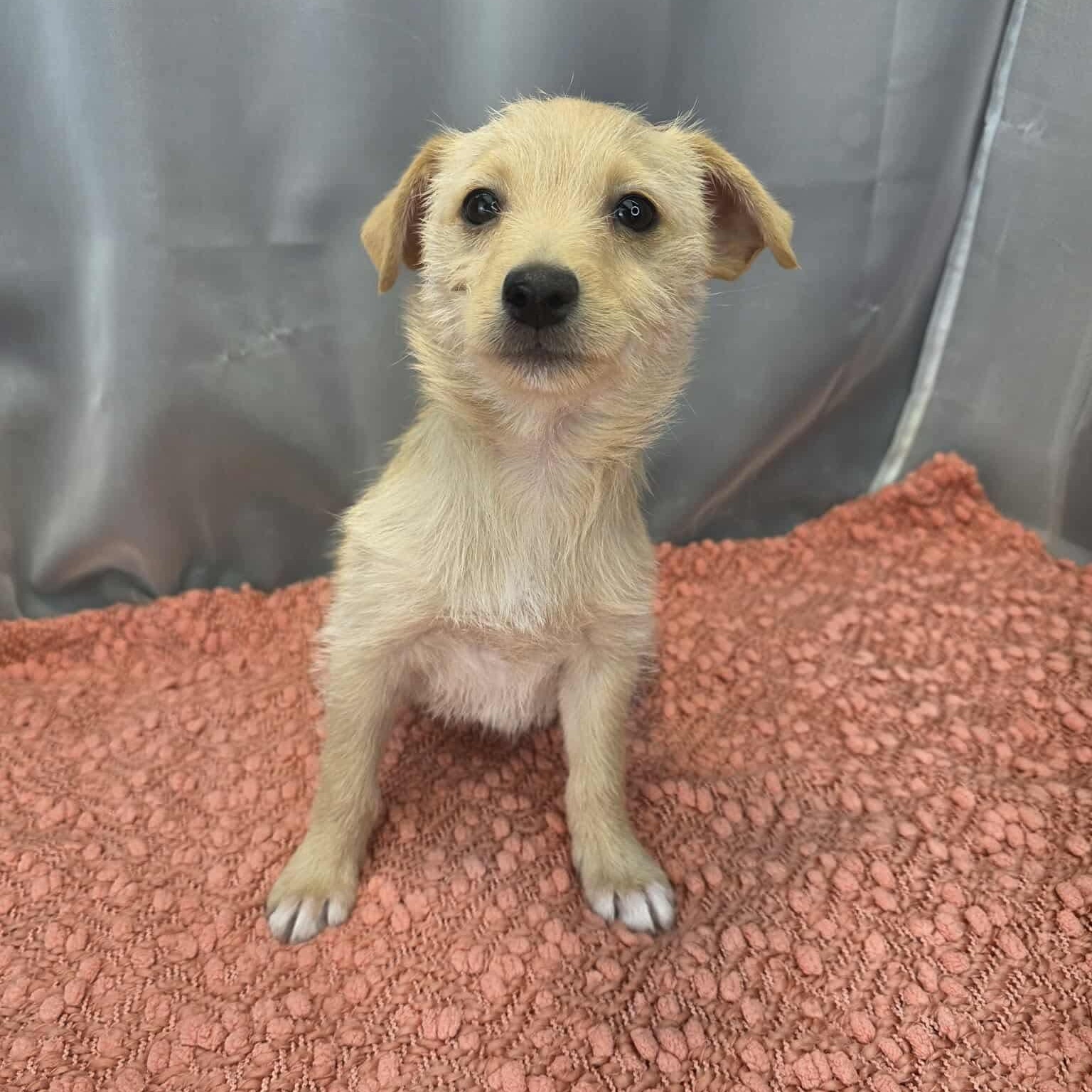 Enlarge Gru, a Adoptable mixed breed in Albion, MI image 5/6