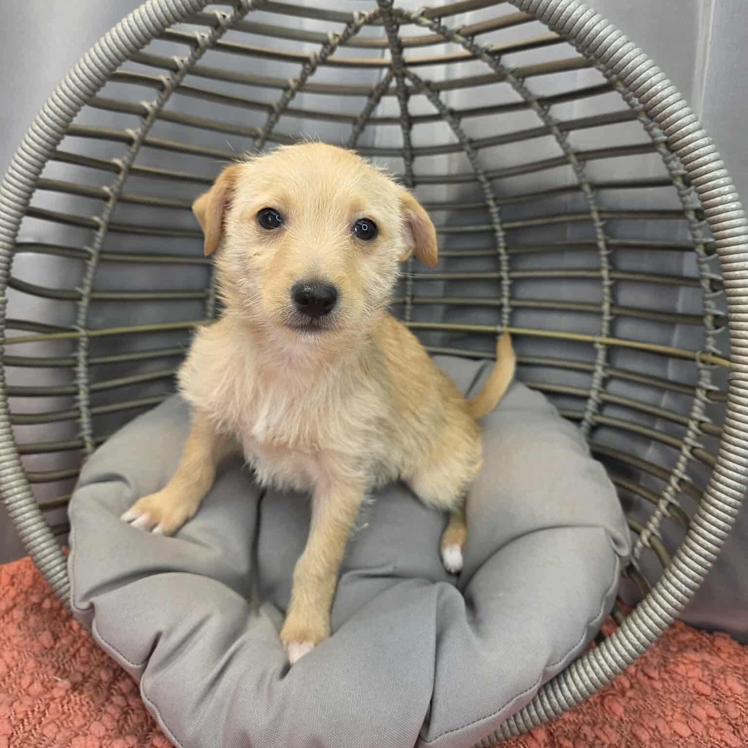 Enlarge Gru, a Adoptable mixed breed in Albion, MI image 2/6