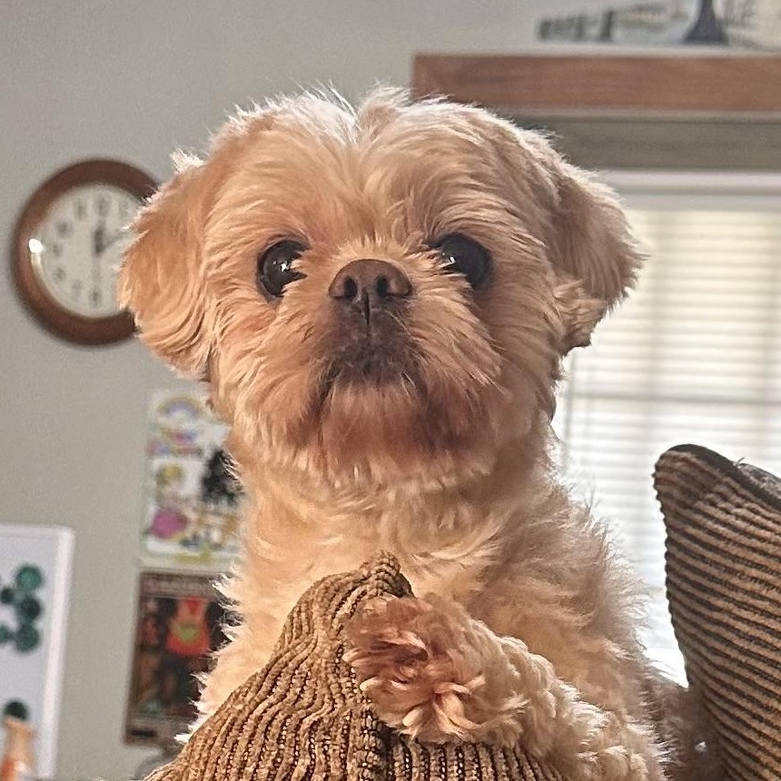 Enlarge Gigi, a ADOPTABLE Shih Tzu in Foxworth, MS image 3/3