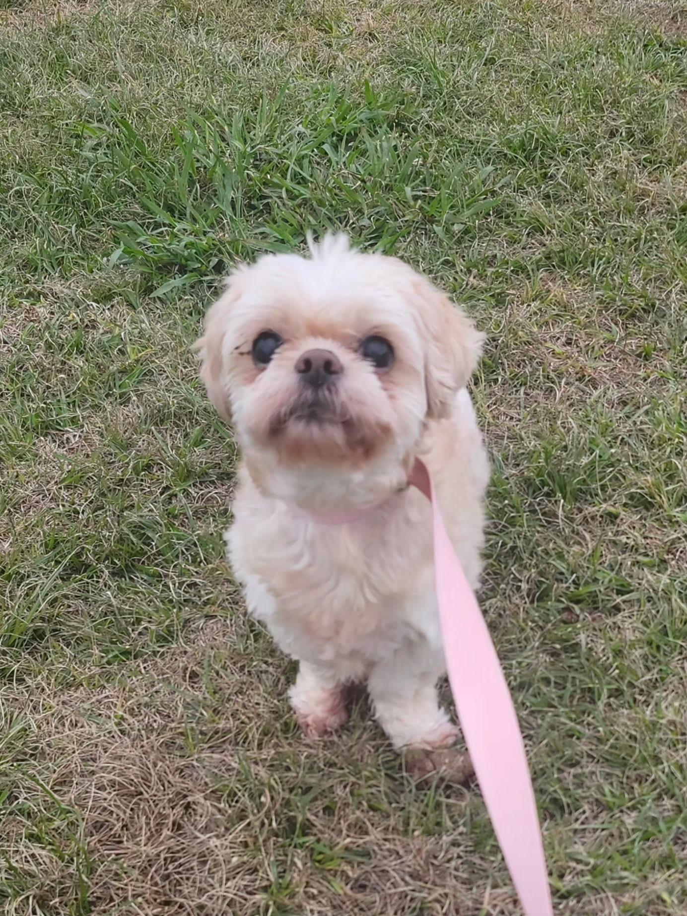 Enlarge Gigi, a ADOPTABLE Shih Tzu in Foxworth, MS image 2/3