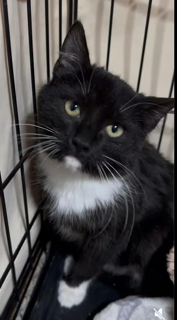 Enlarge Leon, a ADOPTABLE Domestic Short Hair in Toms River, NJ image 2/3