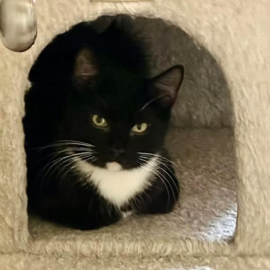 Enlarge Leon, a ADOPTABLE Domestic Short Hair in Toms River, NJ image 3/3