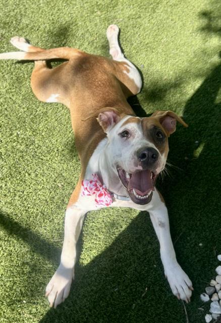 Enlarge LULU, a Adoptable mixed breed in Newton, NC image 1/1