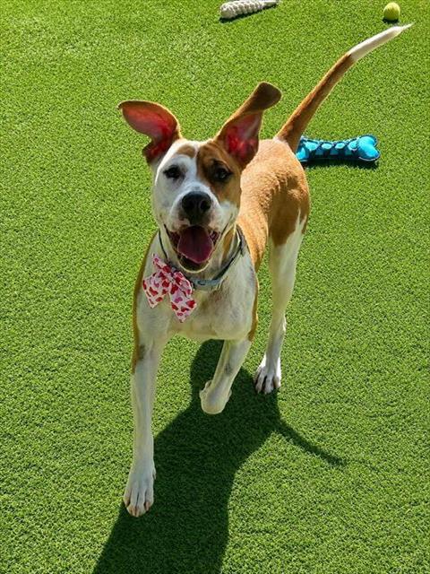 Enlarge LULU, a Adoptable mixed breed in Newton, NC image 1/1