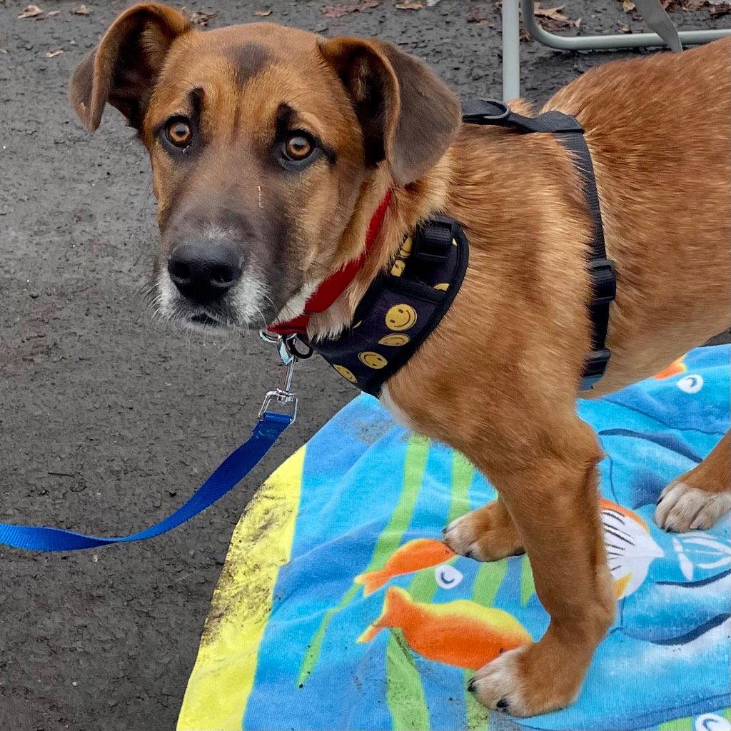 Enlarge Bobby, a Adoptable mixed breed in Bloomfield, CT image 1/3
