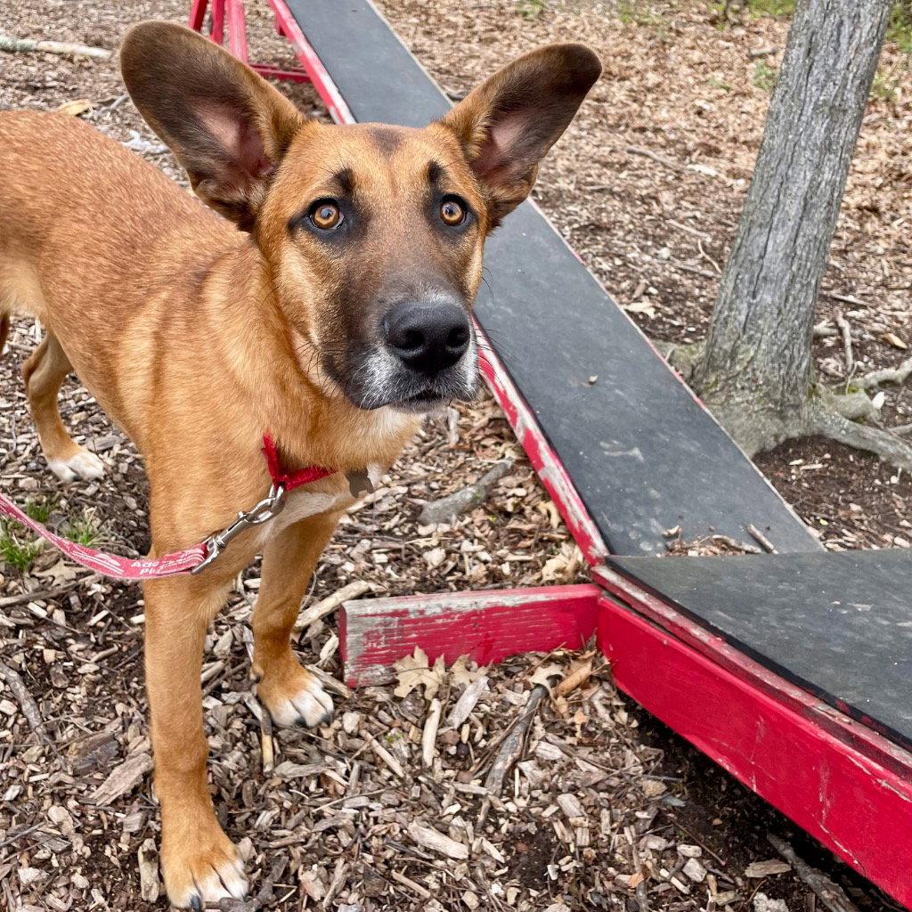 Bobby, a Adoptable mixed breed in Bloomfield, CT image 1/3