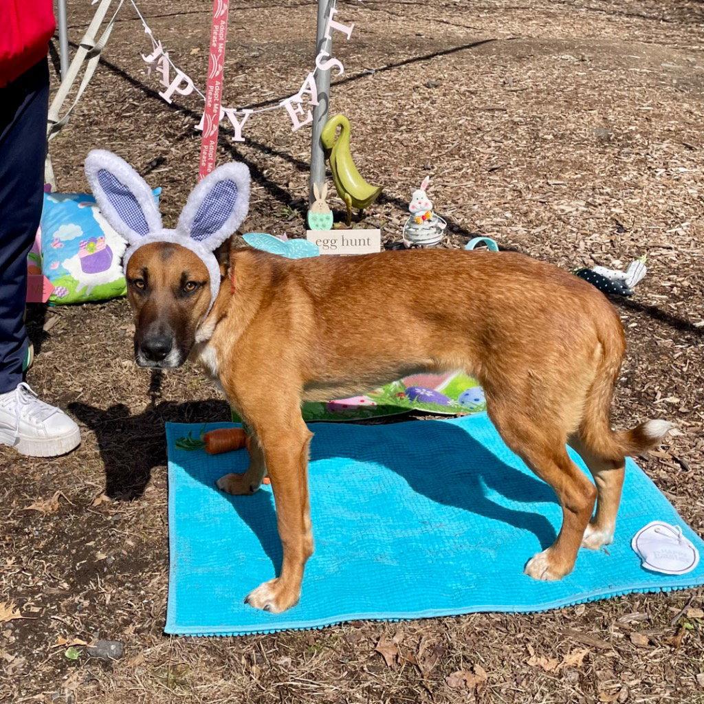 Enlarge Bobby, a Adoptable mixed breed in Bloomfield, CT image 2/3