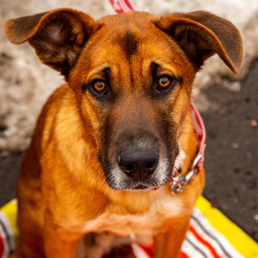 Enlarge Bobby, a Adoptable mixed breed in Bloomfield, CT image 1/3