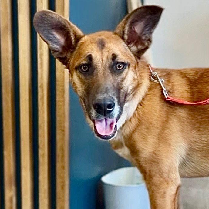 Bobby, a Adoptable mixed breed in Bloomfield, CT image 2/3