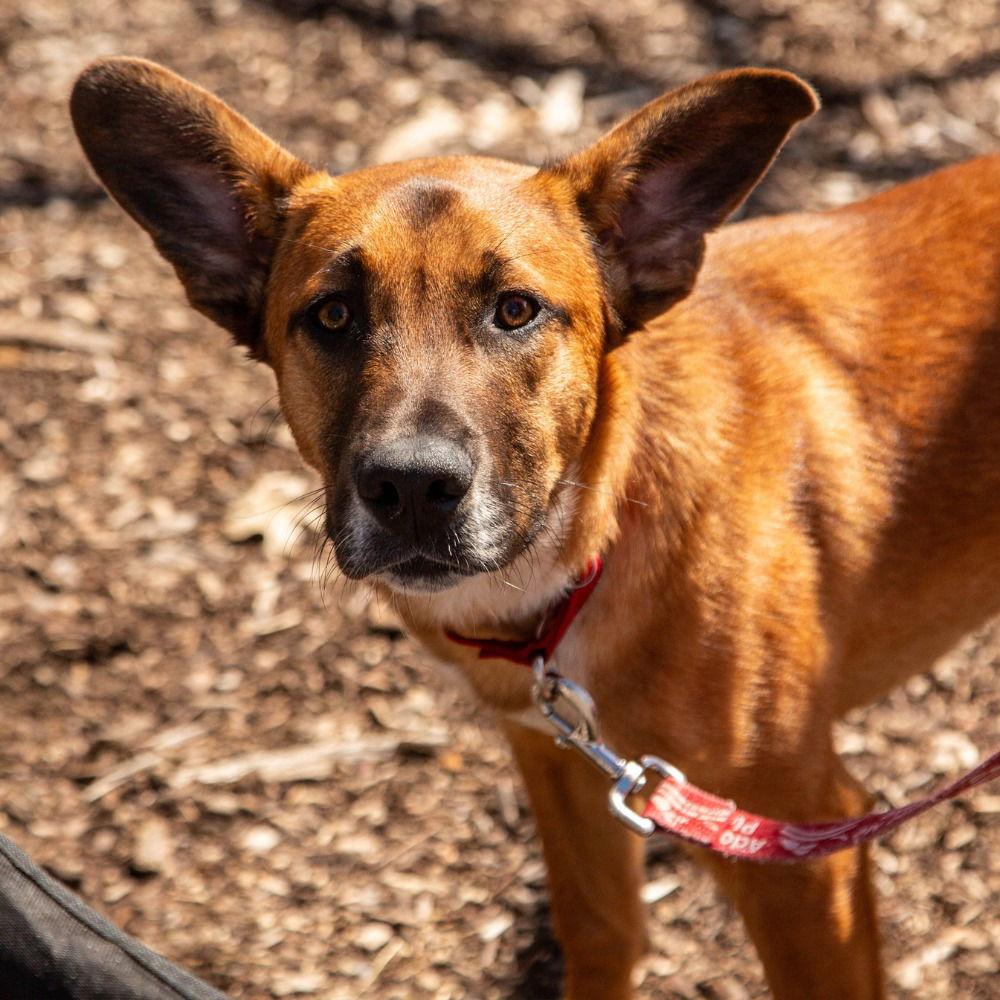 Enlarge Bobby, a Adoptable mixed breed in Bloomfield, CT image 2/3