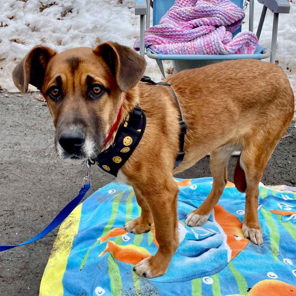 Enlarge Bobby, a Adoptable mixed breed in Bloomfield, CT image 3/3