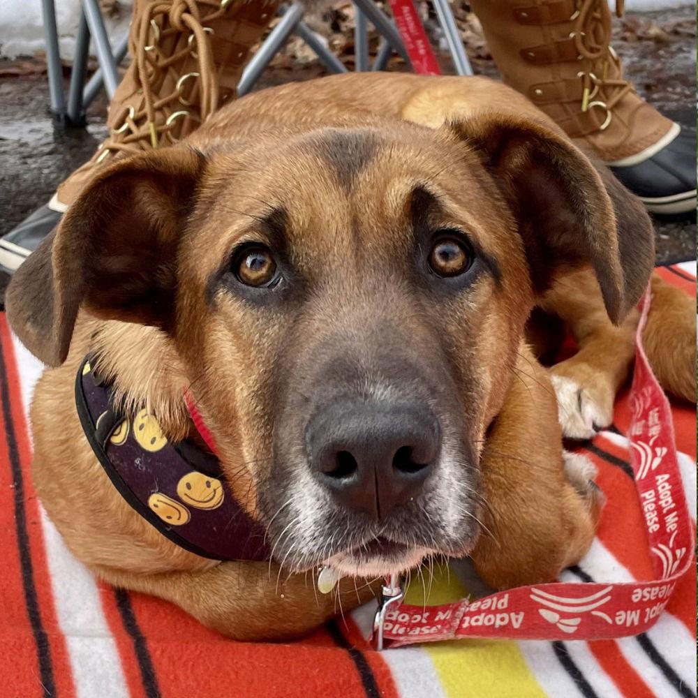 Bobby, Adoptable, Young Male Hound & Terrier.