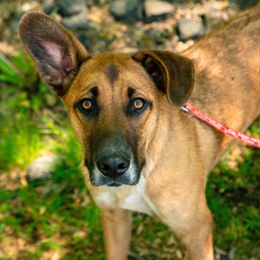 Bobby, Adoptable, Young Male Hound & Terrier.