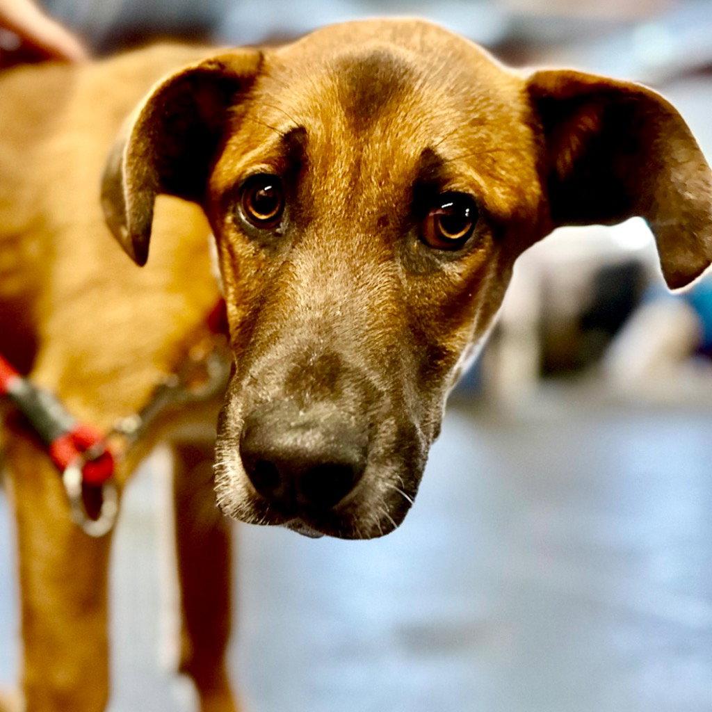 Enlarge Bobby, a Adoptable mixed breed in Bloomfield, CT image 3/3