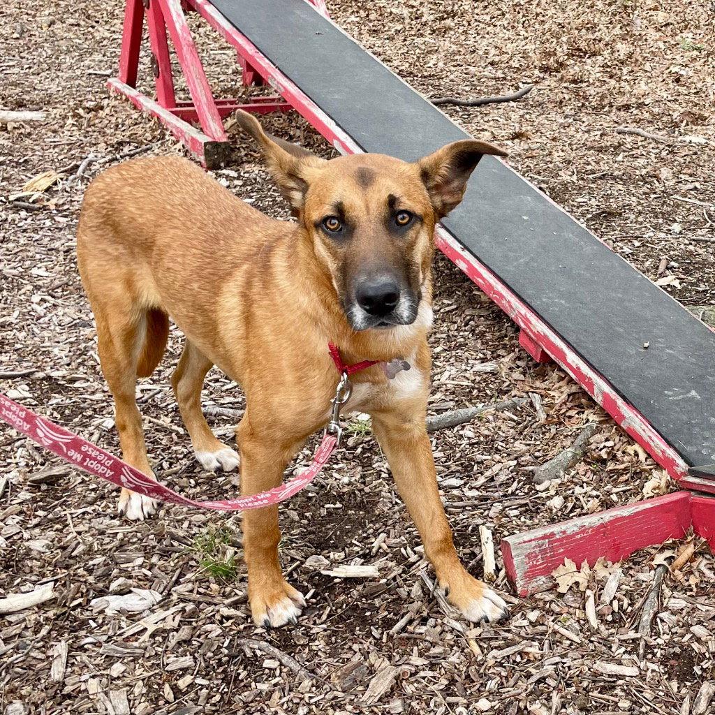 Bobby, a Adoptable mixed breed in Bloomfield, CT image 3/3