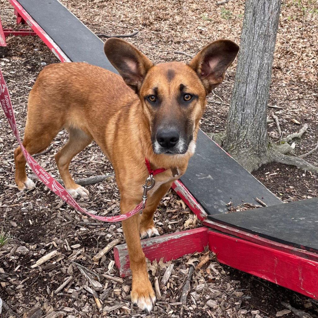 Bobby, a Adoptable mixed breed in Bloomfield, CT image 3/3