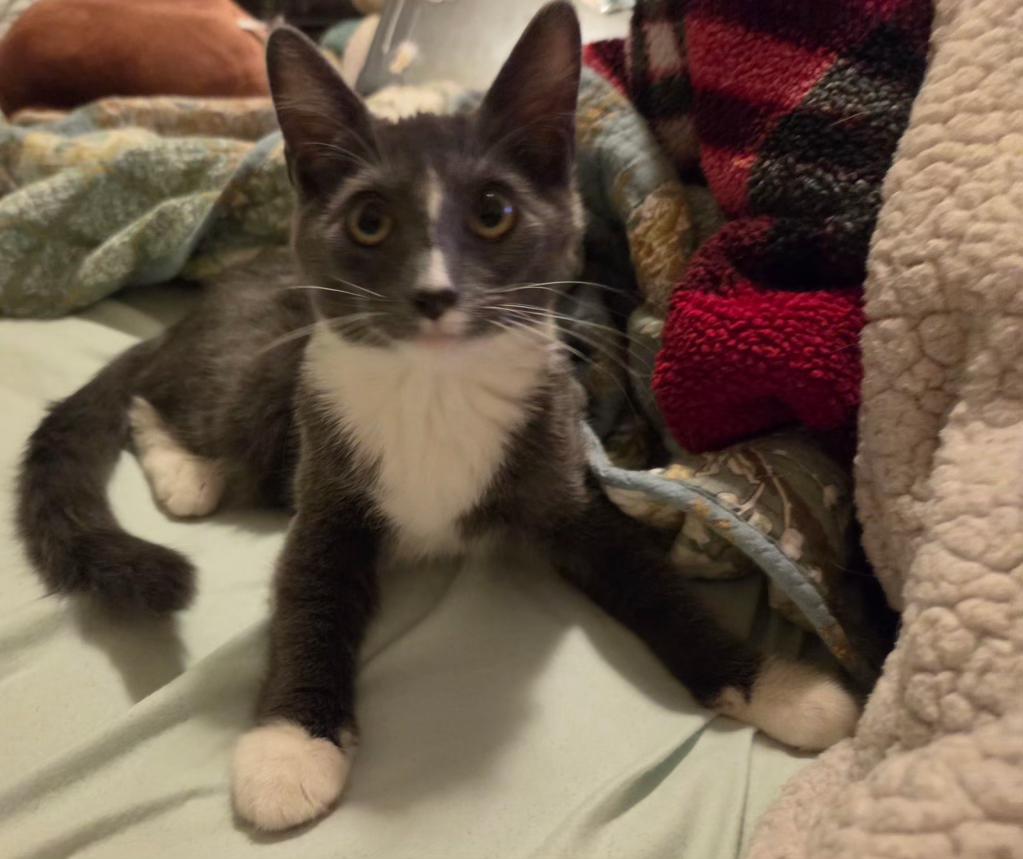 Splunk, Adopted, Kitten Female Domestic Short Hair.