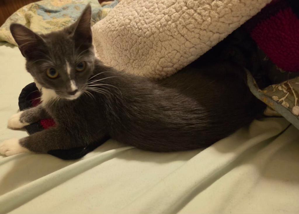 Enlarge Splunk, a Adopted Domestic Short Hair in Pocatello, ID image 3/4