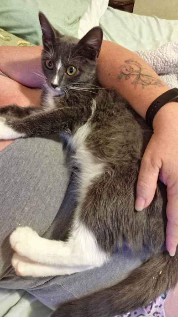 Enlarge Splunk, a Adopted Domestic Short Hair in Pocatello, ID image 2/4