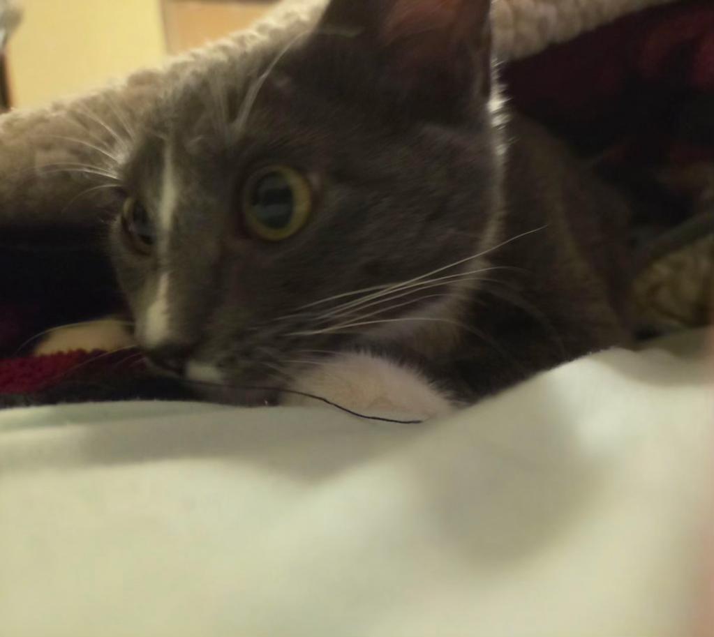 Enlarge Splunk, a Adopted Domestic Short Hair in Pocatello, ID image 4/4