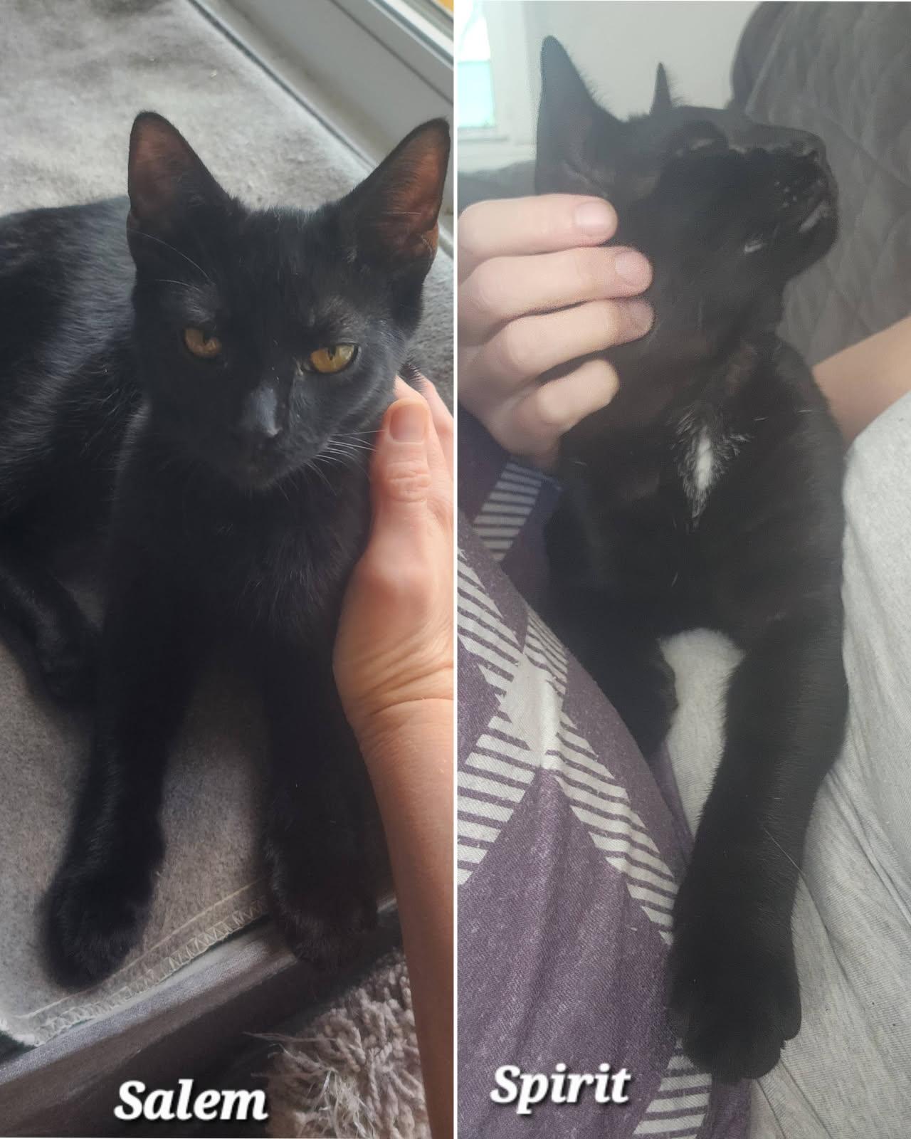 Spirit And Salem thumbnail 4