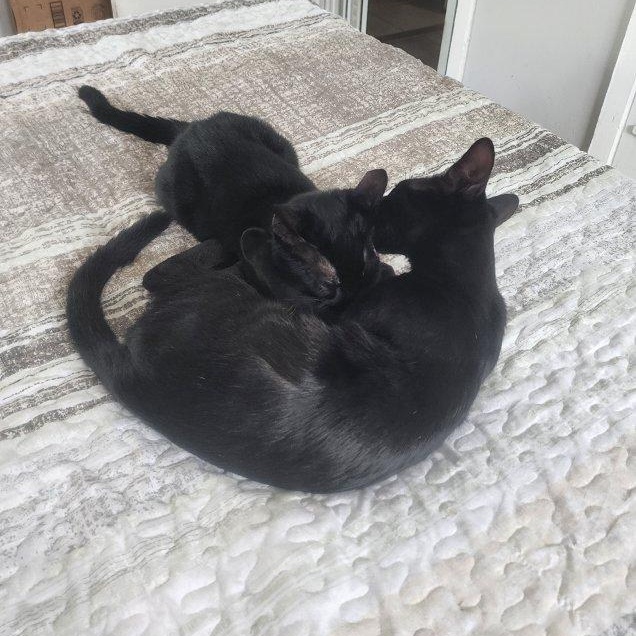 Spirit And Salem thumbnail 5