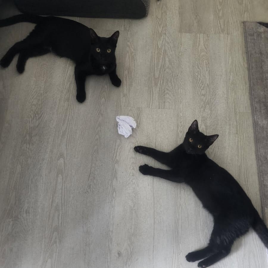 Spirit And Salem thumbnail 7