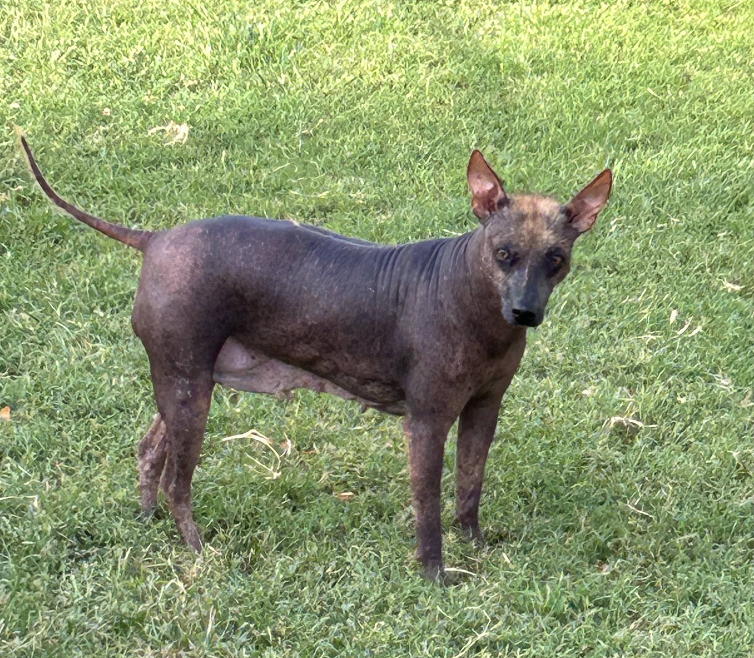 Enlarge Layla, an adoptable Xoloitzcuintli / Mexican Hairless in Chickasha, OK image 1/2