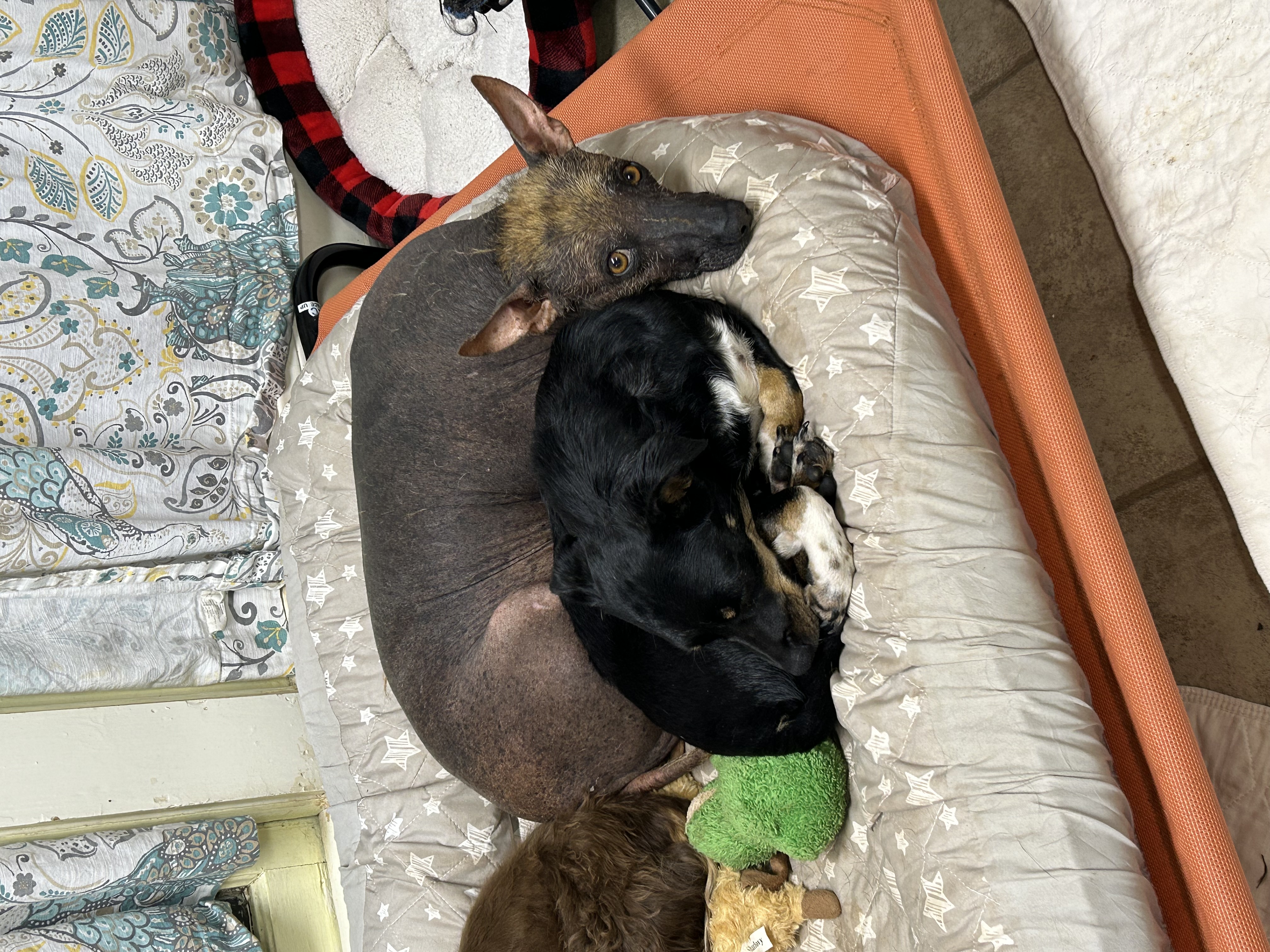 Enlarge Layla, an adoptable Xoloitzcuintli / Mexican Hairless in Chickasha, OK image 2/2