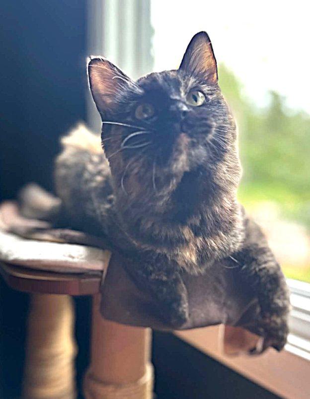 Truffles, ADOPTABLE, Young Female Tortoiseshell.