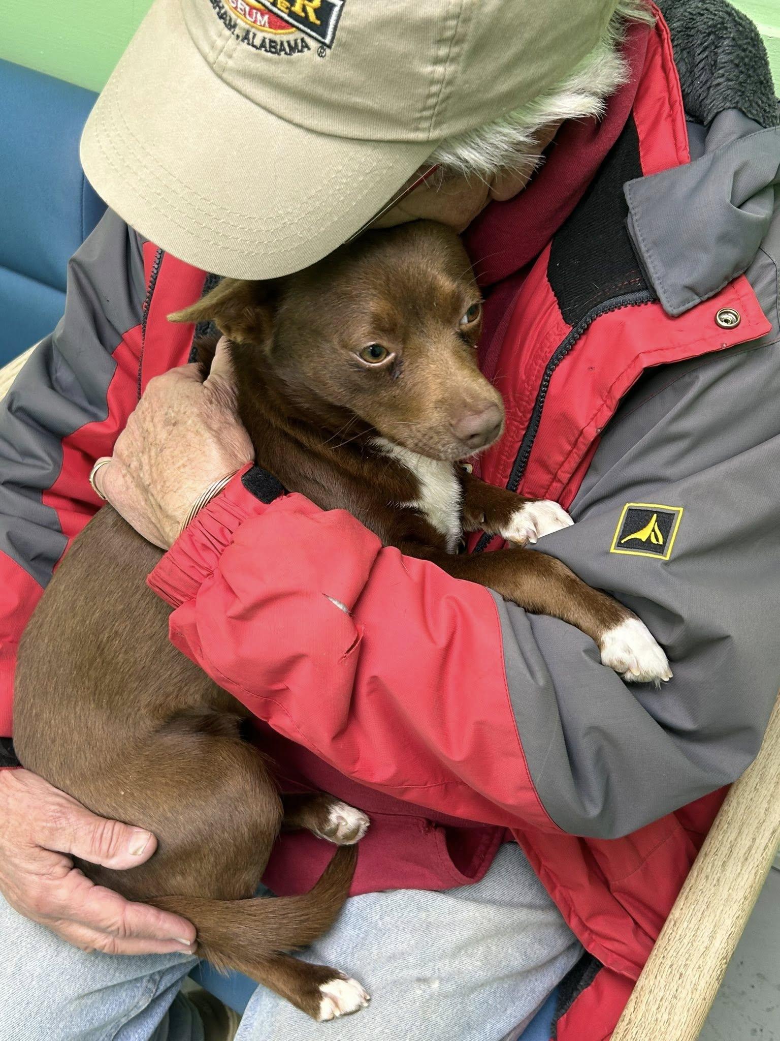 Enlarge Coffee Bean, an adopted mixed breed in Okmulgee, OK image 3/5