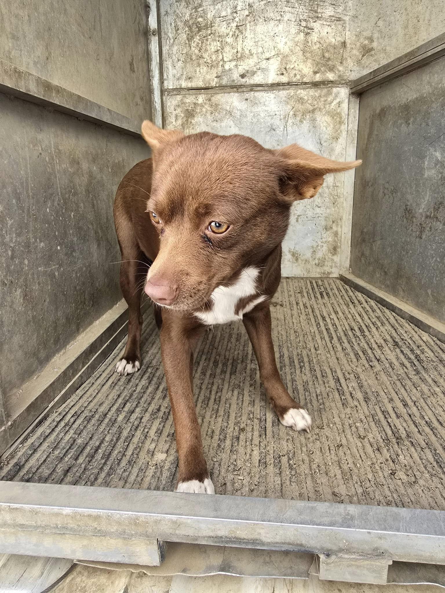 Enlarge Coffee Bean, an adopted mixed breed in Okmulgee, OK image 1/5